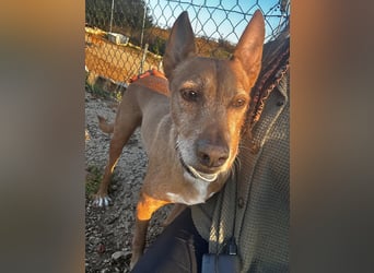 Chico- Podencobub sucht ruhige Familie