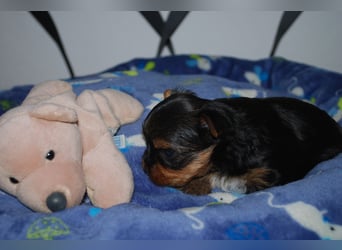 wunderschöne kleine dunkelbleibende Yorkiewelpen  Yorkshireterrier mit Papieren