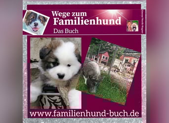 Welpe, Hund, Mischling, Rasse - Erziehung zum Familienhund - einfach gemacht