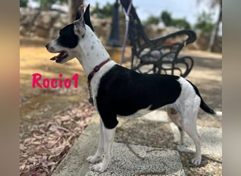 Rocio1 geb. 07/2024 (ESP) - unkomplizierte, sehr hübsche Ratonero Bodeguero Andaluz Hündin!