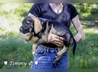 Timmy und Isabel suchen ein Zuhause