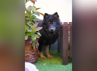 Theo SR – Schlauer Wirbelwind mit treuem Blick sucht aktives Zuhause