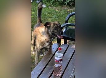 Buddy- der tollste Hund in den richtigen Händen