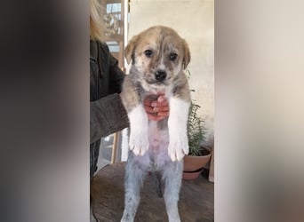 Balou wünscht sich aktive souveräne Menschen
