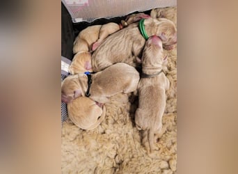 Weimaraner-Mix Welpen aus liebevoller Verpaarung – 12 kleine Wunder suchen ihr Zuhause