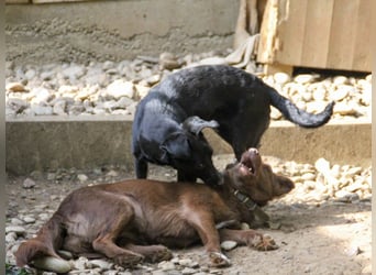 Kuckuck, zauberhafte FIONA sucht liebevolle Familie