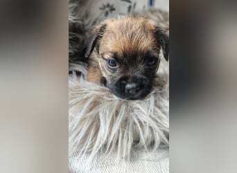 1 süße Border Terrier Hündin sucht ein liebevolles Zuhause