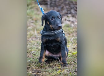 Bibi-SI, kleine Welpin sucht liebe Familie