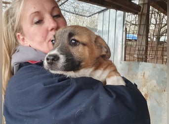 ♥LUI♥ neu auf Pflegestelle bei Duisburg - herzallerliebster, knuffiger Welpe 24 cm (bleibt kleiner)