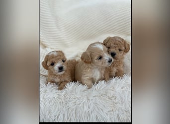 Traumhafte Maltipoo Welpen F1 Malteser Pudel