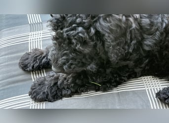 Kleinpudel, zuckersüß suchen ihr Traumzuhause