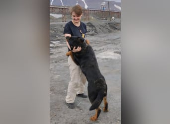 TAISON- sucht dringend ein neues Zuhause