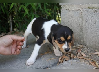 VIANA-klug, still und intensiv beobachtet dieses kleine Mädchen die Welt und sucht ihr Zuhause