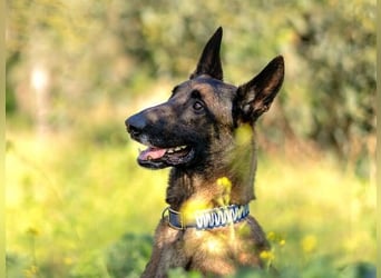 Starky (Spanien) - wunderschöner Malinois sucht aktive Menschen