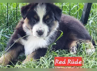 Australian Shepherd Welpen
