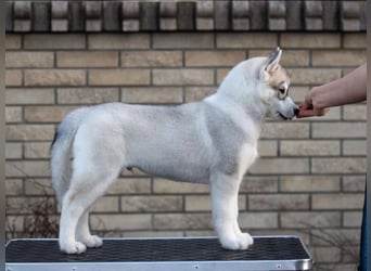 Not just a siberian husky boy - a soulmate on four paws