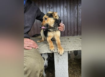 Shiva  sucht Schulter zum Anlehnen