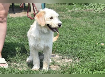 Pfiffige Suki sucht ihre Menschen