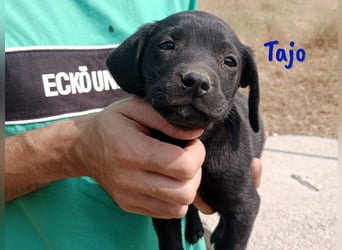 Tajo geb. 03/2025 (ESP) - neugieriger Labrador-Mix Welpe!