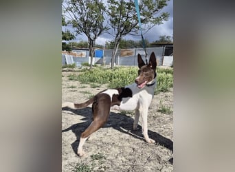 Cookie, Katzenverträglichkeit und lieb