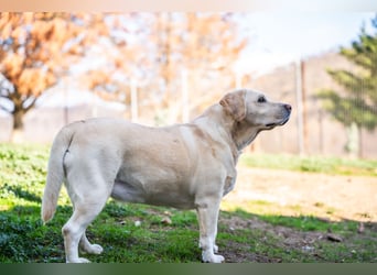 Tzemma - in 74417 Geschwend auf Pflegestelle