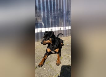 Blacky - aufgeweckter Zwergpinscher