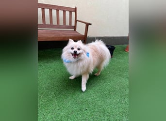 Monty SR – Schatz sucht Ruhe