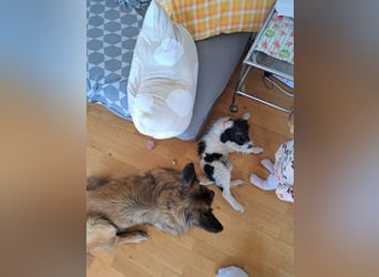 Welpenmädchen Herra sucht ein Zuhause ❤️