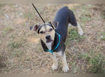 Šime: Hundekind sucht ein Zuhause