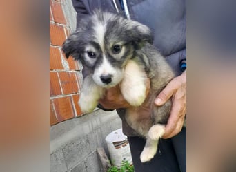 Tiara ❤️ aufgewecktes Husky-Mix Mädl