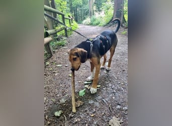 Tadeus sucht sein Körbchen (59514 Welver)