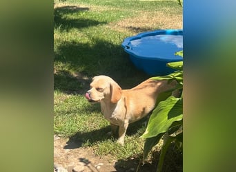 DOLLY - ich bin noch etwas zurückhaltend und suche ein liebevolles, geduldiges Zuhause