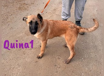 Quina1 06/2024 (ESP) - bezaubernde, aufgeschlossene & soziale Schäferhund-Mix Welpin!