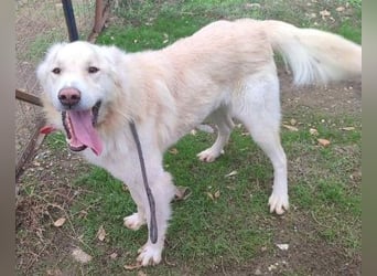 Falcon - junger beeindruckender feiner Hundemann