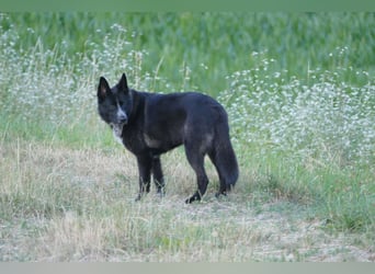 Kelly auf Pflegestelle in 88273 Fronreute sucht ihr Zuhause