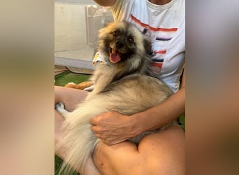 Stitch SR – kleiner Überlebenskämpfer sucht sein Happy End