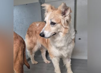 Smilla - hat das Schlimmste überstanden- jetzt sucht die liebevolle Hübsche ihr Glück