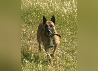 Karl ❤️ ruhig, gehorsamer Malinois-Mix