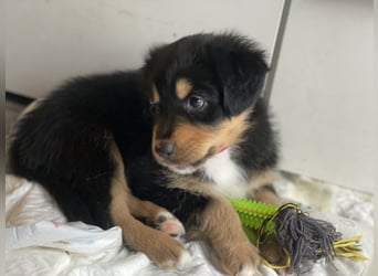 Diese süßen Australian Shepherd Welpen