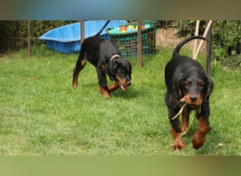 2 liebenswerte Gordon Setter aus Liebhaberzucht suchen Kuschelpartner
