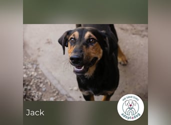 Jack: Ein Hund zum Pferdestehlen!