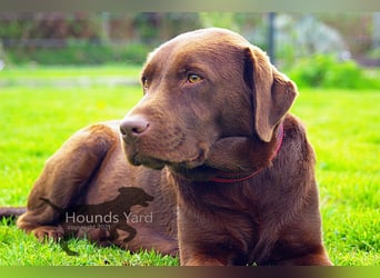 Acht reinrassige Labrador Welpen auf dem Weg in ihr neues Leben...