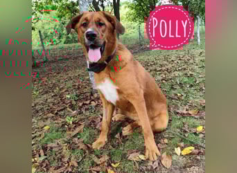 Polly eine wunderschöne Pracht