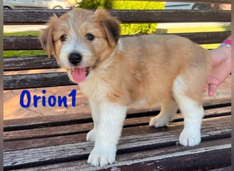 Orion1 geb. 05/2025 (ESP) - neugieriger Border-Collie-Mix Welpe!