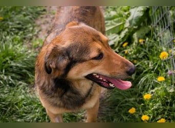 SENSHI – Ein sanfter Kämpfer mit großem Herz sucht seine Familie