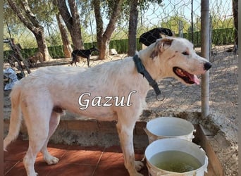 Gazul 06/2019 (ESP) - charismatischer und sozialer Boxer-Herdenschutz Mix!