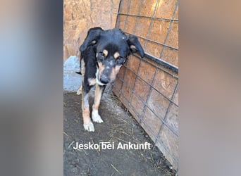 Jesko aus der Tötung