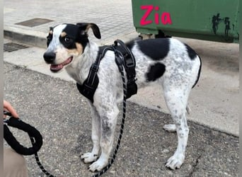 Zia 06/2024 (ESP) - menschenbezogene, süße Epagneul Breton-Bodeguero-Mix Welpin!