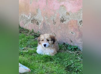 Kleiner Hundebub Chico