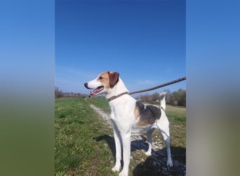 Vodka sucht geduldige Menschen zu denen er Vertrauen aufbauen kann !